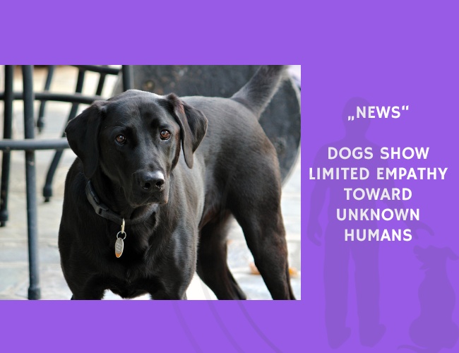 News-Dogs Show Limited Empathy Toward Unknown Humans