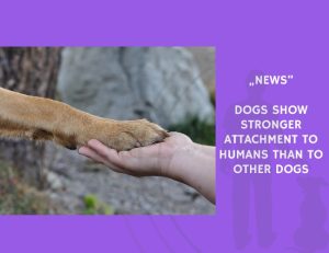 News-Dogs Show Stronger Attachment to Humans Than to Other Dogs