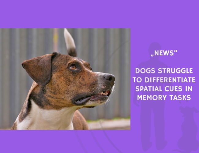 News-Dogs Struggle to Differentiate Spatial Cues in Memory Tasks