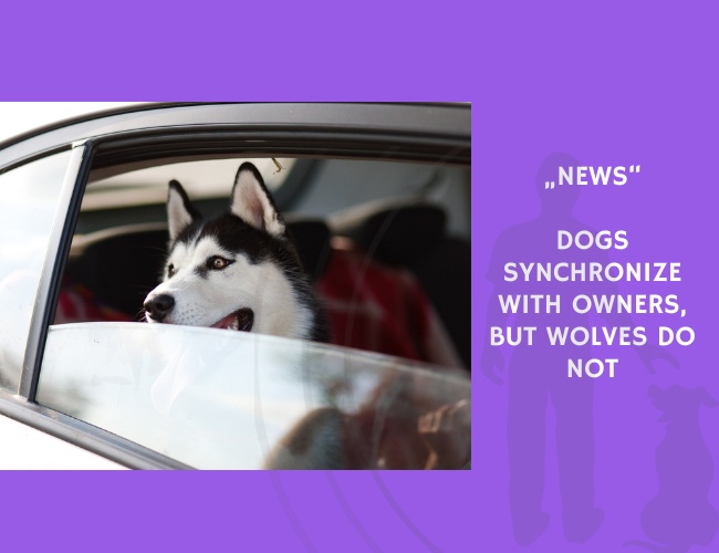 News-Dogs Synchronize with Owners, but Wolves Do Not