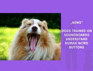 News-Dogs Trained on Soundboards Understand Human Word Buttons