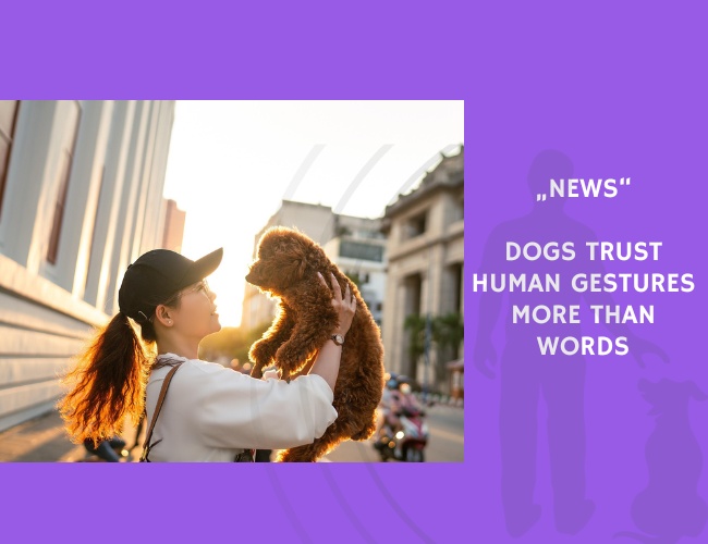News-Dogs Trust Human Gestures More Than Words