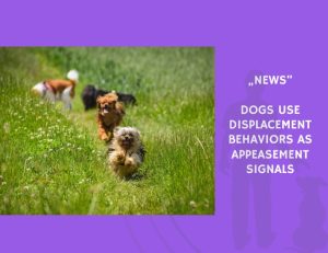 News-Dogs Use Displacement Behaviors as Appeasement Signals