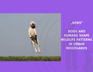 News-Dogs and Humans Shape Wildlife Patterns in Urban Woodlands