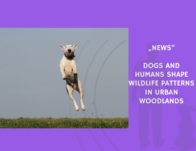 News-Dogs and Humans Shape Wildlife Patterns in Urban Woodlands