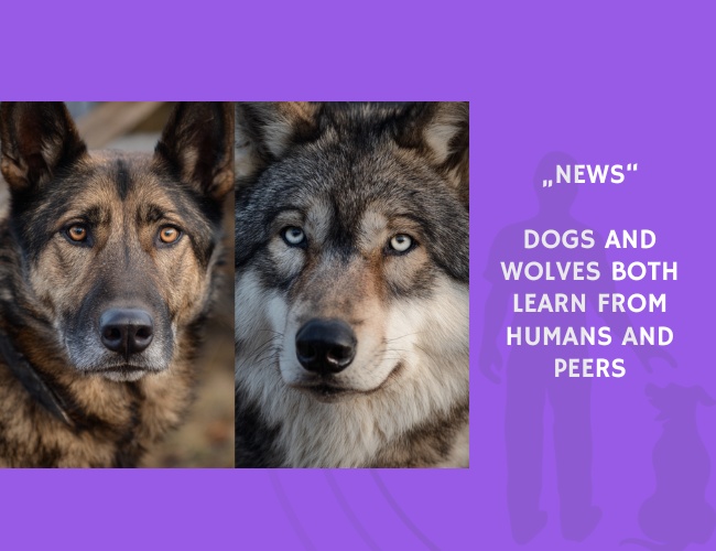 News-Dogs and Wolves Both Learn from Humans and Peers