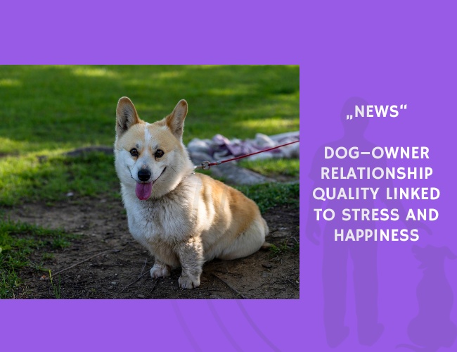 News-Dog–Owner Relationship Quality Linked to Stress and Happiness