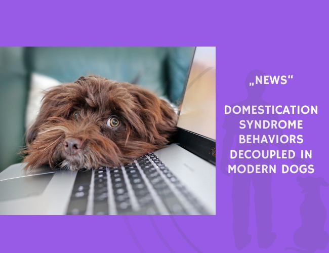 News-Domestication Syndrome Behaviors Decoupled in Modern Dogs