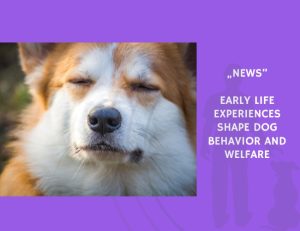 News-Early Life Experiences Shape Dog Behavior and Welfare