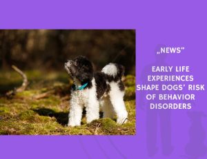 News-Early Life Experiences Shape Dogs’ Risk of Behavior Disorders