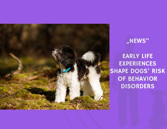News-Early Life Experiences Shape Dogs’ Risk of Behavior Disorders