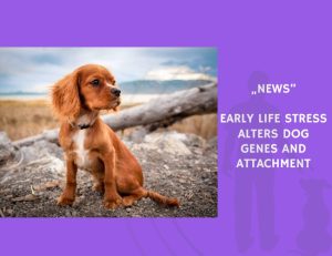 News-Early Life Stress Alters Dog Genes and Attachment