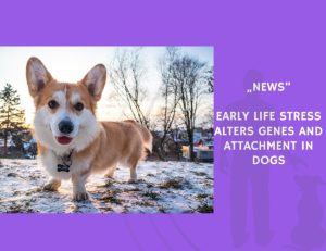 News-Early Life Stress Alters Genes and Attachment in Dogs