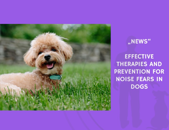 News-Effective Therapies and Prevention for Noise Fears in Dogs