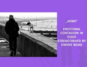 News-Emotional Contagion in Dogs Strengthened by Owner Bond