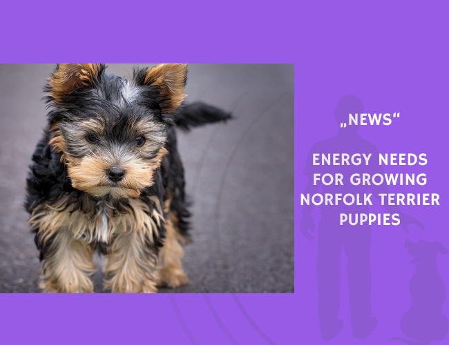 News-Energy Needs for Growing Norfolk Terrier Puppies