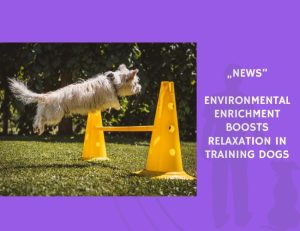 News-Environmental Enrichment Boosts Relaxation in Training Dogs