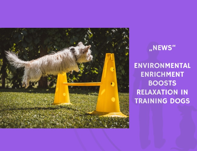 News-Environmental Enrichment Boosts Relaxation in Training Dogs