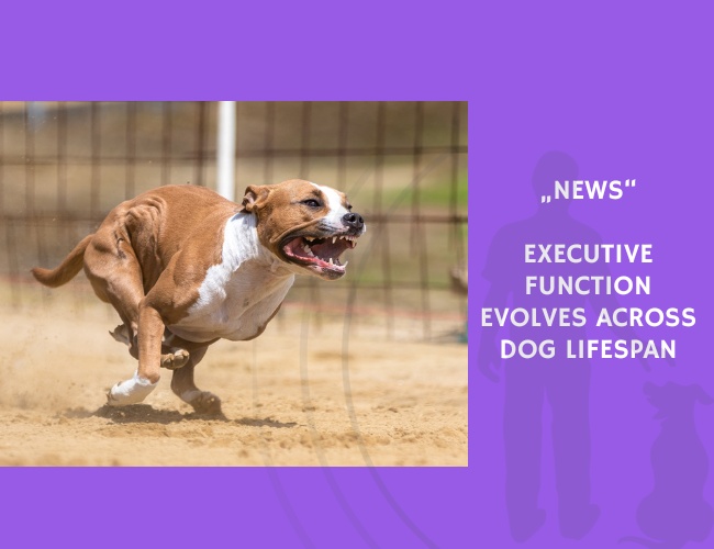 News-Executive Function Evolves Across Dog Lifespan