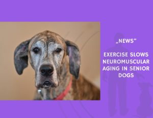 News-Exercise Slows Neuromuscular Aging in Senior Dogs