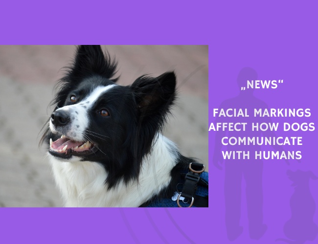 News-Facial Markings Affect How Dogs Communicate with Humans