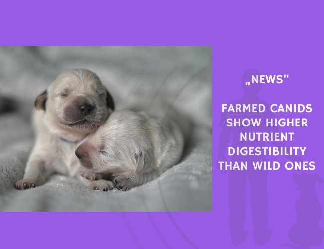 News-Farmed Canids Show Higher Nutrient Digestibility Than Wild Ones