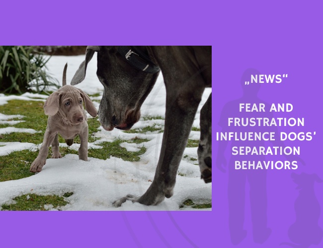 News-Fear and Frustration Influence Dogs’ Separation Behaviors