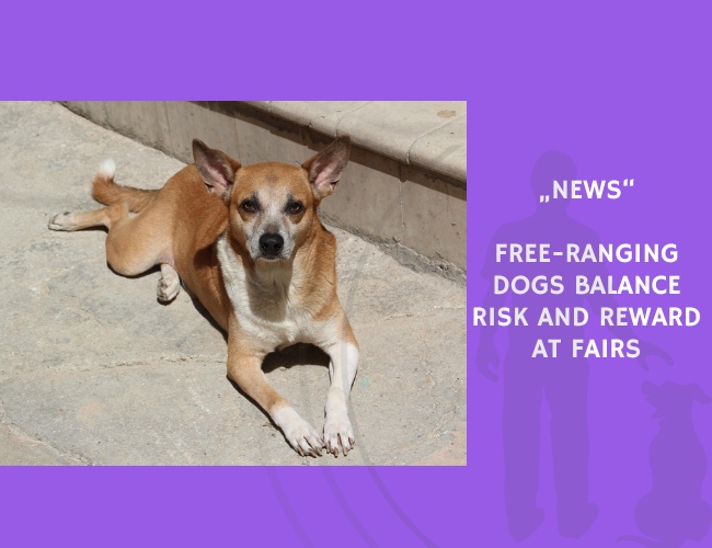 News-Free-Ranging Dogs Balance Risk and Reward at Fairs