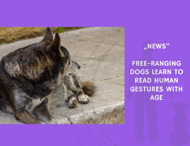 News-Free-Ranging Dogs Learn to Read Human Gestures with Age