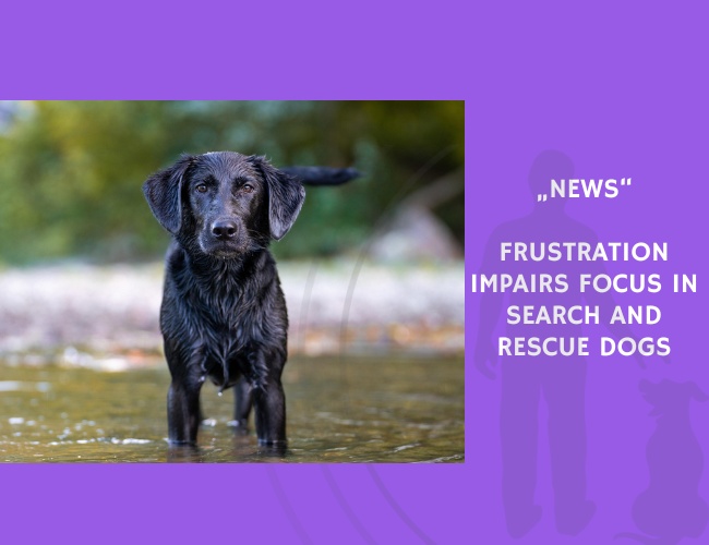 News-Frustration Impairs Focus in Search and Rescue Dogs