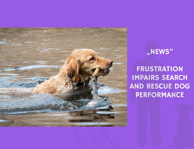 News-Frustration Impairs Search and Rescue Dog Performance