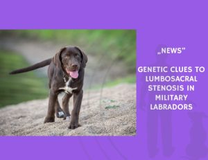News-Genetic Clues to Lumbosacral Stenosis in Military Labradors