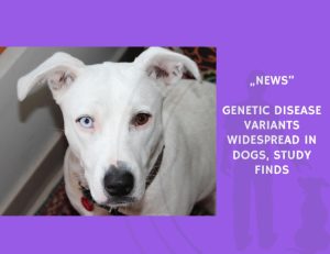 News-Genetic Disease Variants Widespread in Dogs, Study Finds