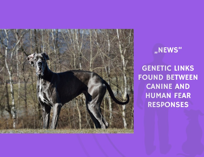 News-Genetic Links Found Between Canine and Human Fear Responses