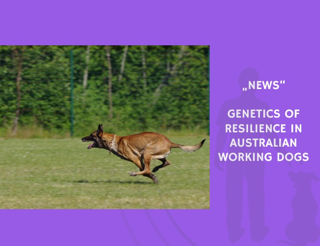 News-Genetics of Resilience in Australian Working Dogs