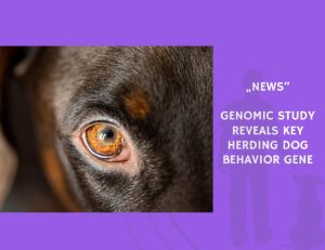 News-Genomic Study Reveals Key Herding Dog Behavior Gene