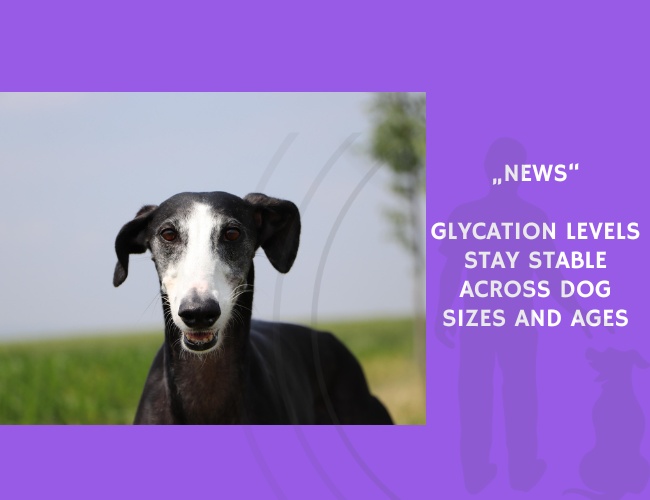 News-Glycation Levels Stay Stable Across Dog Sizes and Ages
