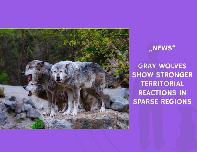 News-Gray Wolves Show Stronger Territorial Reactions in Sparse Regions