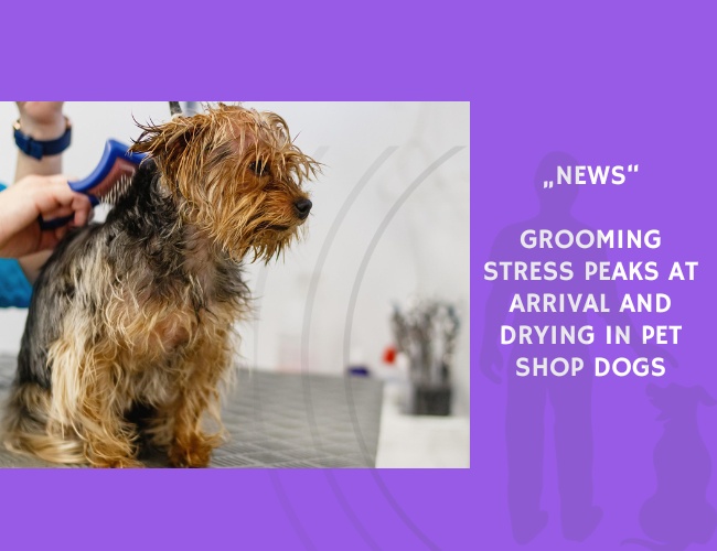 News-Grooming Stress Peaks at Arrival and Drying in Pet Shop Dogs