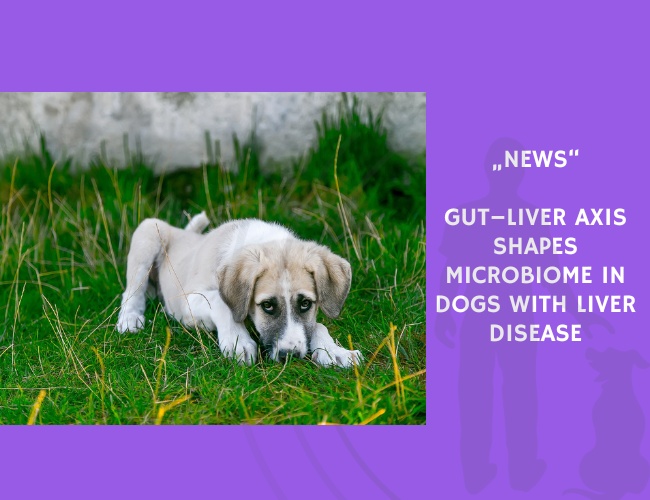 News-Gut–Liver Axis Shapes Microbiome in Dogs with Liver Disease