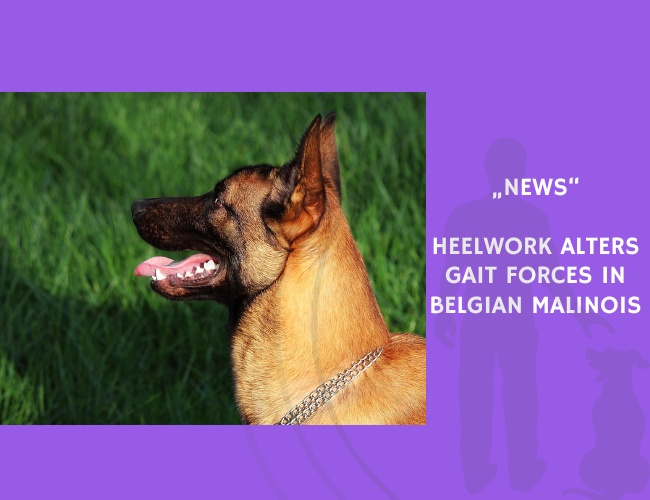 News-Heelwork Alters Gait Forces in Belgian Malinois