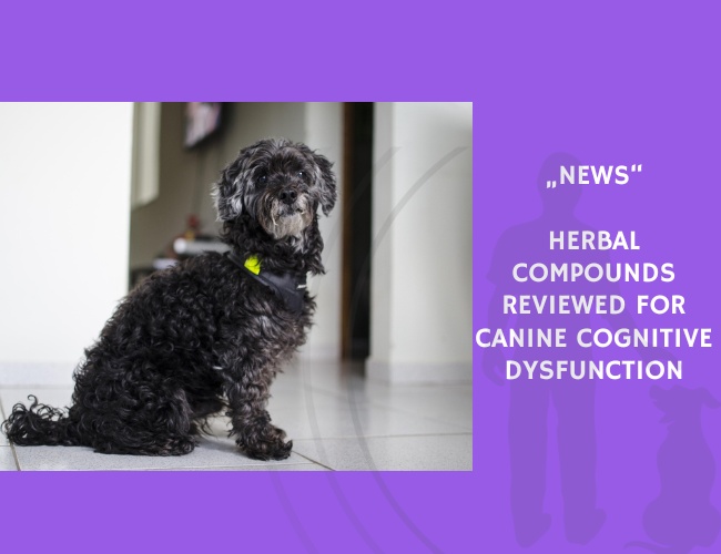 News-Herbal Compounds Reviewed for Canine Cognitive Dysfunction