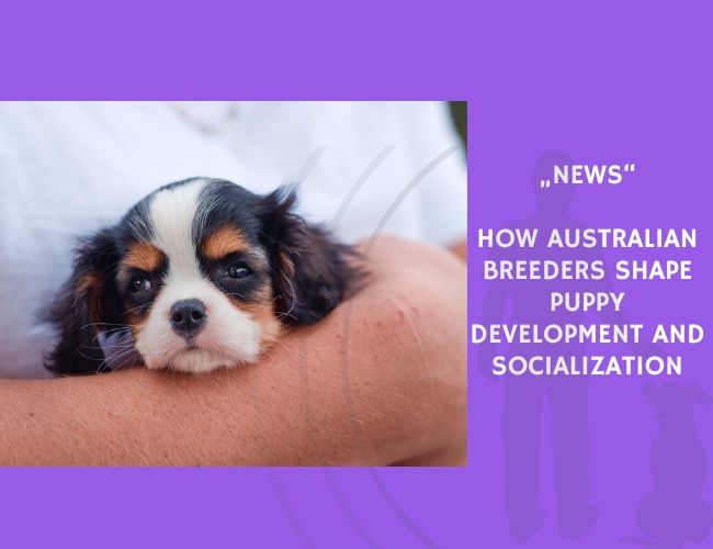 News-How Australian Breeders Shape Puppy Development and Socialization