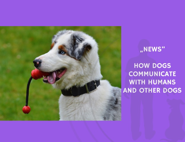 News-How Dogs Communicate with Humans and Other Dogs
