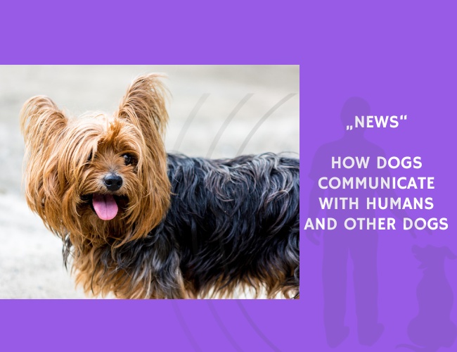 News-How Dogs Communicate with Humans and Other Dogs