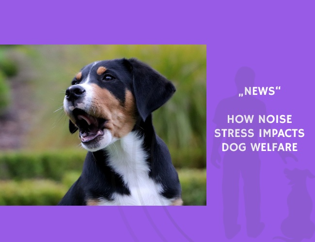 News-How Noise Stress Impacts Dog Welfare