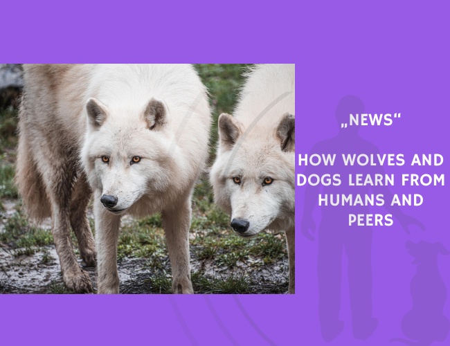 News-How Wolves and Dogs Learn from Humans and Peers