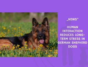 News-Human Interaction Reduces Long-Term Stress in German Shepherd Dogs