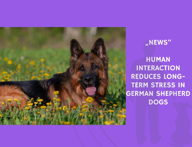 News-Human Interaction Reduces Long-Term Stress in German Shepherd Dogs