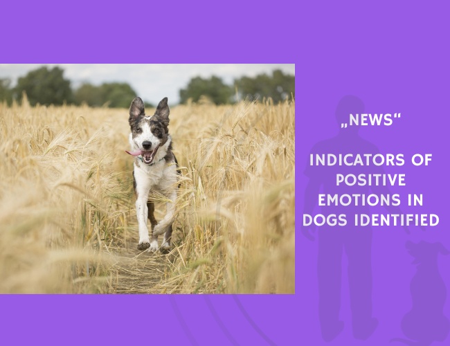 News-Indicators of Positive Emotions in Dogs Identified